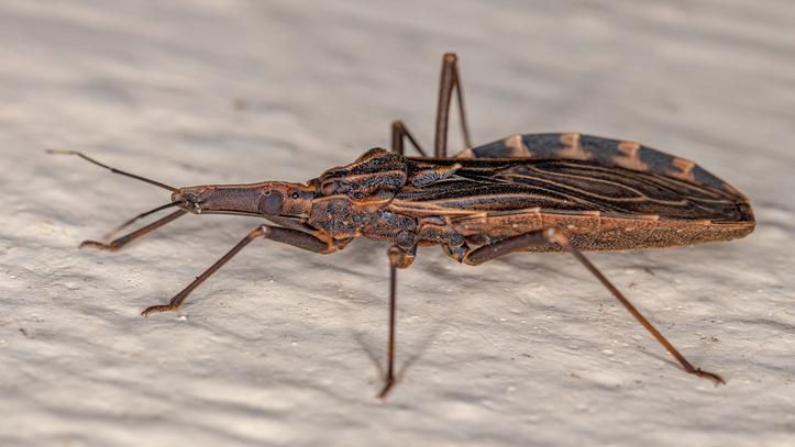 O recém-descoberto gene que protege povos amazônicos da doença de Chagas e pode inspirar tratamentos